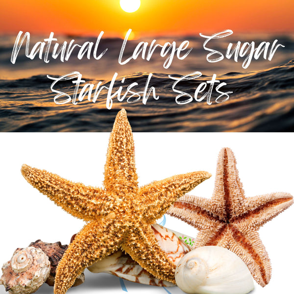 Sugar Starfish, 4 - 6 inch Large Starfish, Sea Star, Starfish Decor, Aquarium Decor, Fish Tank Decor, Starfish for Crafts, Christmas Ornaments, Real S