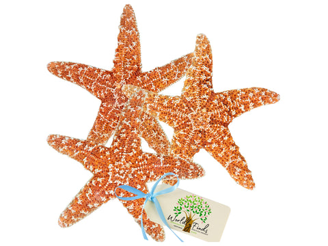 21 Pieces Starfish Ornament Sets Starfish Decor Fish Net Sea Starfish Wall  Decor Fishnet Nautical Decor Starfish For Crafts Beach Wedding Mermaid